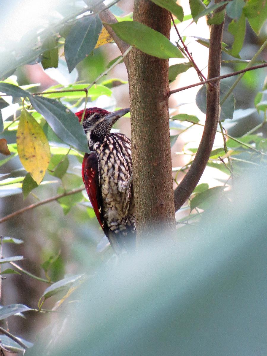 Crimson-backed flameback
